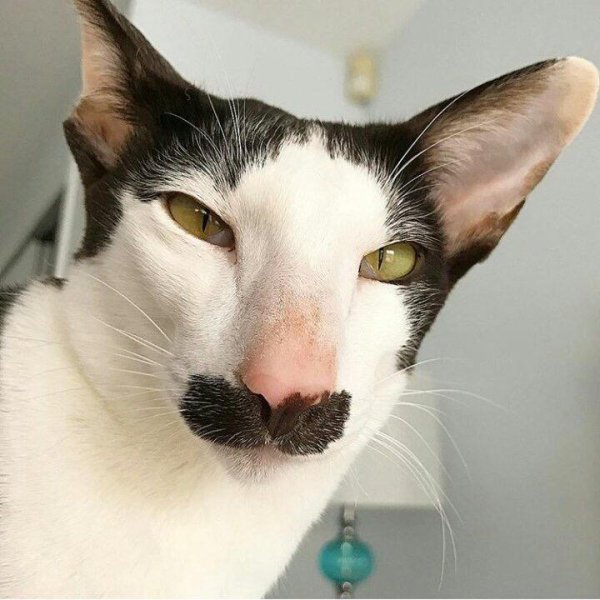 7A687968-A893-4306-A09C-9F66BDB8914F.jpeg 7A687968-A893-4306-A09C-9F66BDB8914F.jpeg